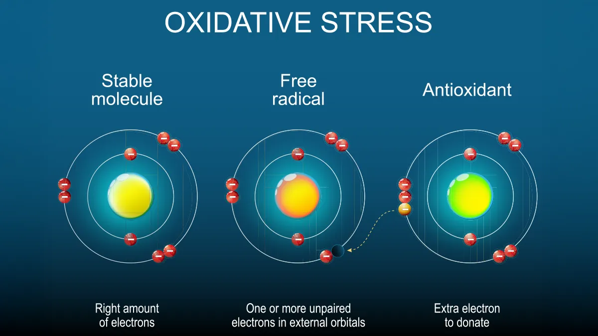 The depiction of an antioxidans donating an electron to a free radical