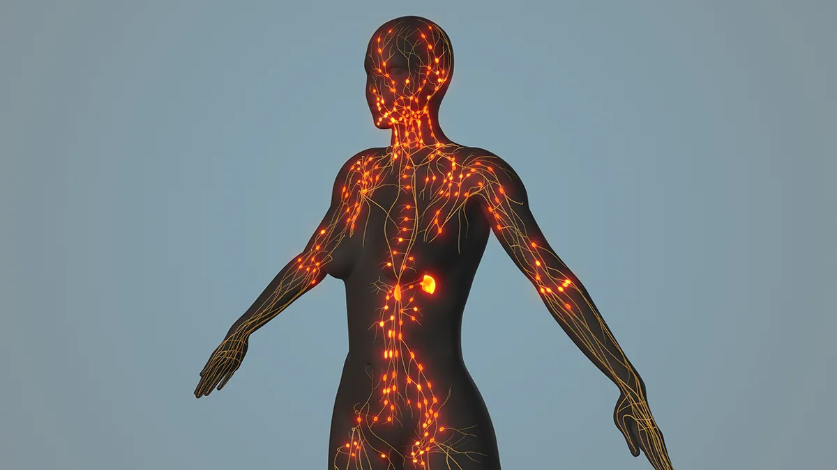 lymph nodes and lymphatic flow in the body