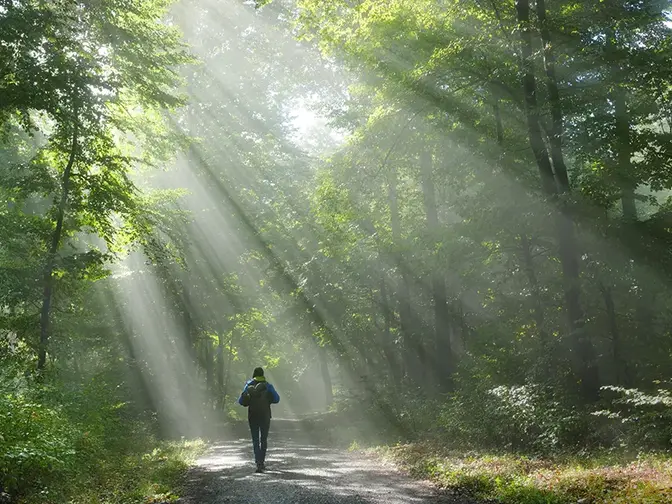 A man walking through deep forest
