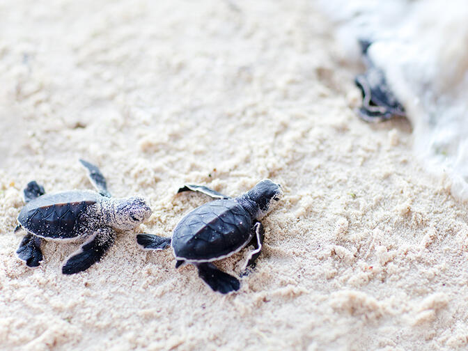 Three baby sea turtles making their way into the ocean on a sandy shore