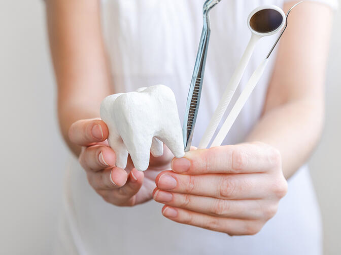 Hands holding a model of tooth and dentist tools