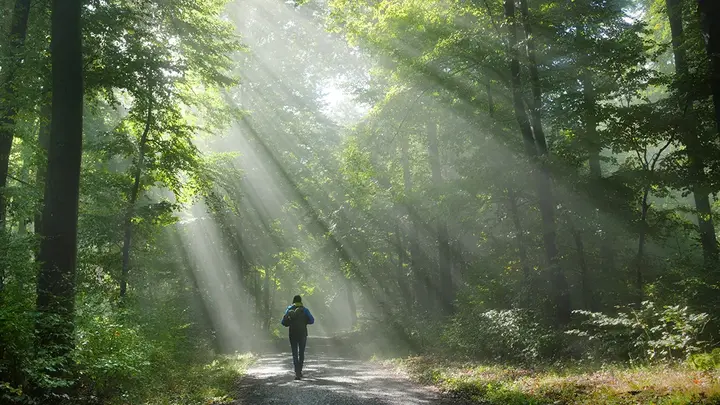 A man walking through deep forest